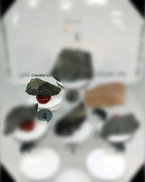 Plant Life Fossil