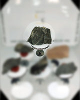 Plant Life Fossil