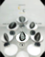 Orthocera Small