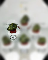 Nephrite Jade (Lg-XL) Type 2 Tumbled Stone
