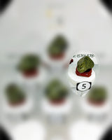 Nephrite Jade (Lg-XL) Type 2 Tumbled Stone