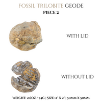 
              Trilobite Geodes
            