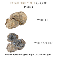 
              Trilobite Geodes
            