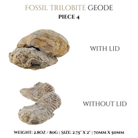 
              Trilobite Geodes
            