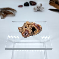 Laguna agate cut and polished