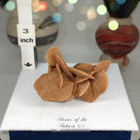 Flower of the Desert Selenite Morocco