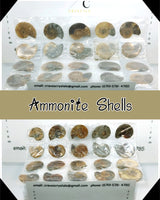 
              Iridescent Ammonite Shells
            