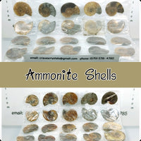 Iridescent Ammonite Shells