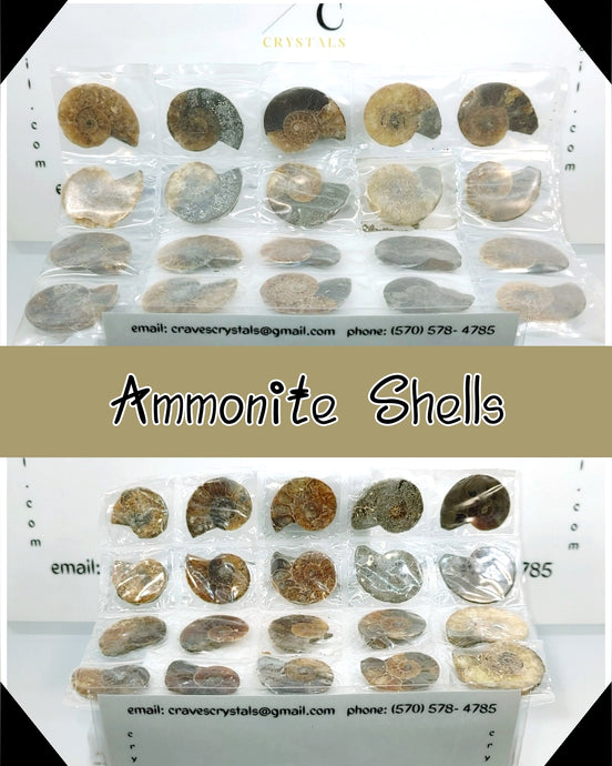 Iridescent Ammonite Shells